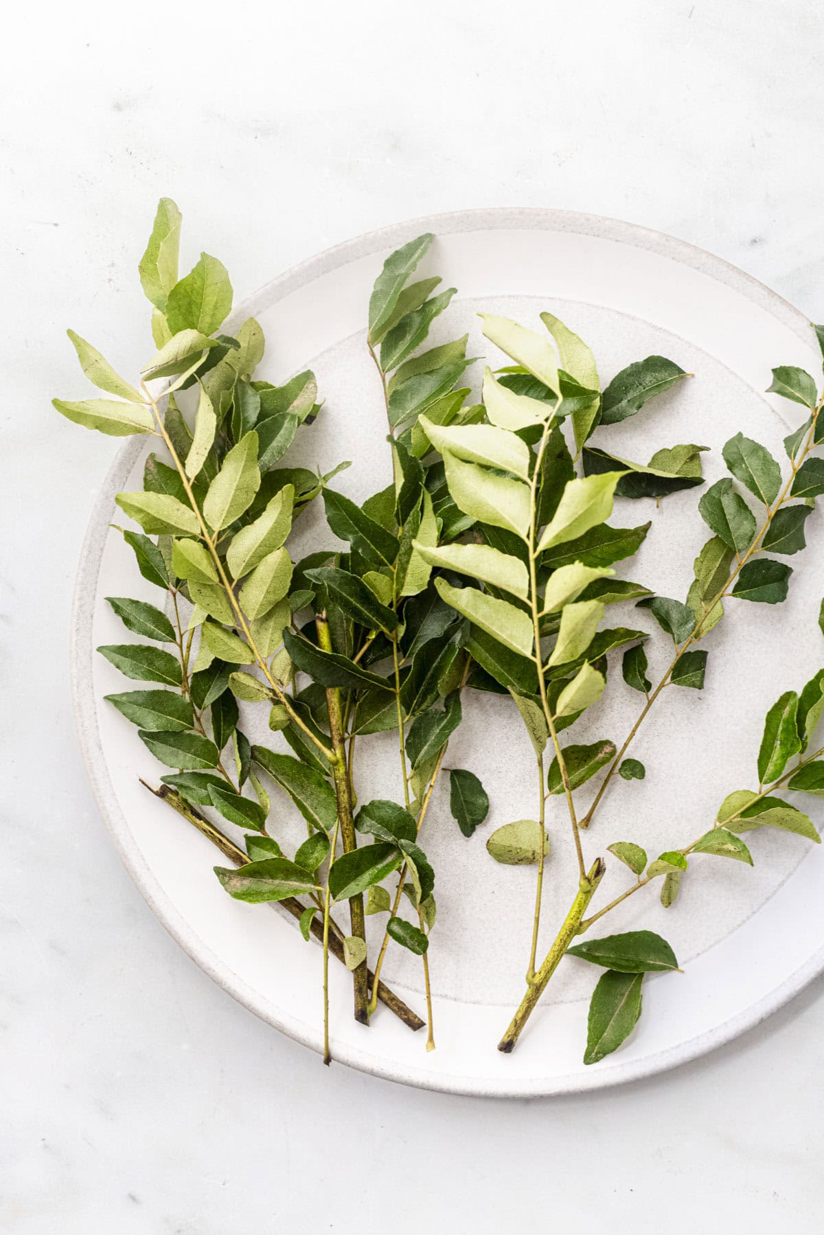 curry leaves on white background